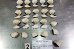 Fully cooked whole white clams for retail in the Italian market