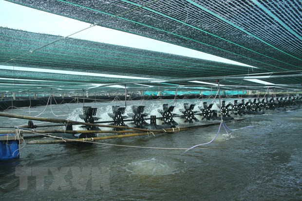 Hi-tech shrimp farming of the Vietnam Clean Seafood Corporation. Credit: VNA