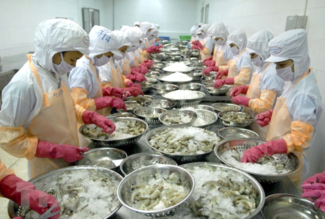 Shrimp processed for exports at Thong Thuan Company Limited in Ninh Thuan province. Credit: VNA