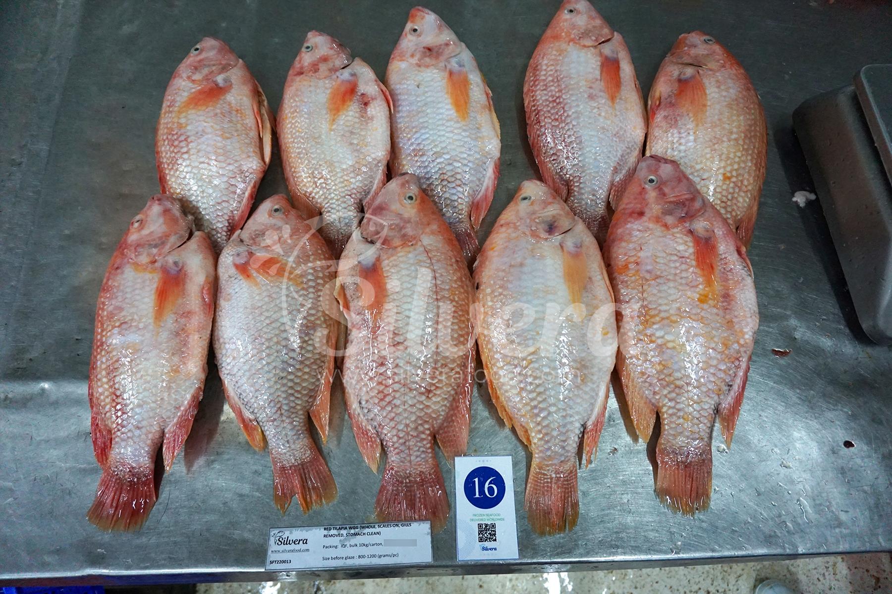 Red tilapia whole gutted to be exported to Malaysia