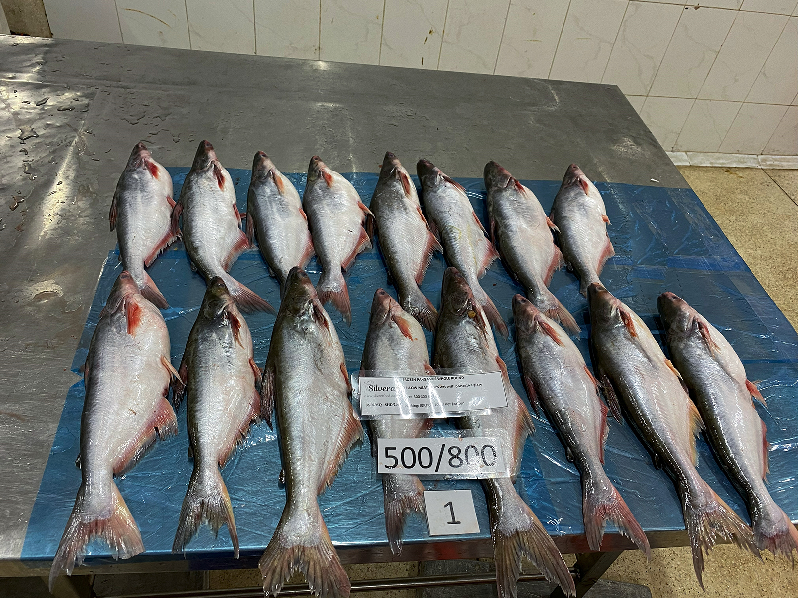 Defrosted whole round pangasius fish