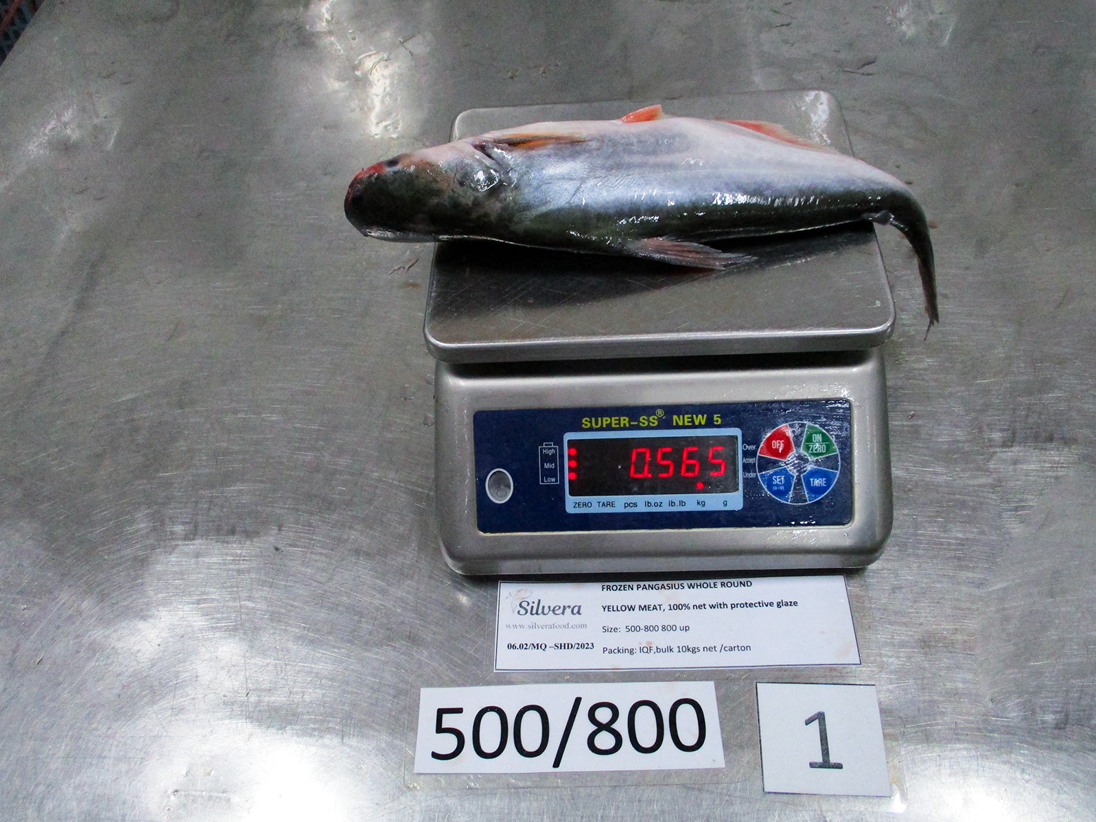 Whole round pangasius fish 500-800g