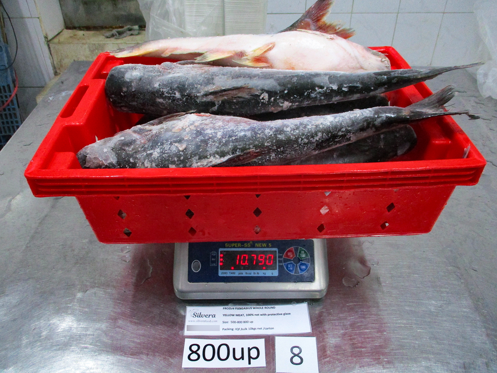Frozen whole round pangasius fish