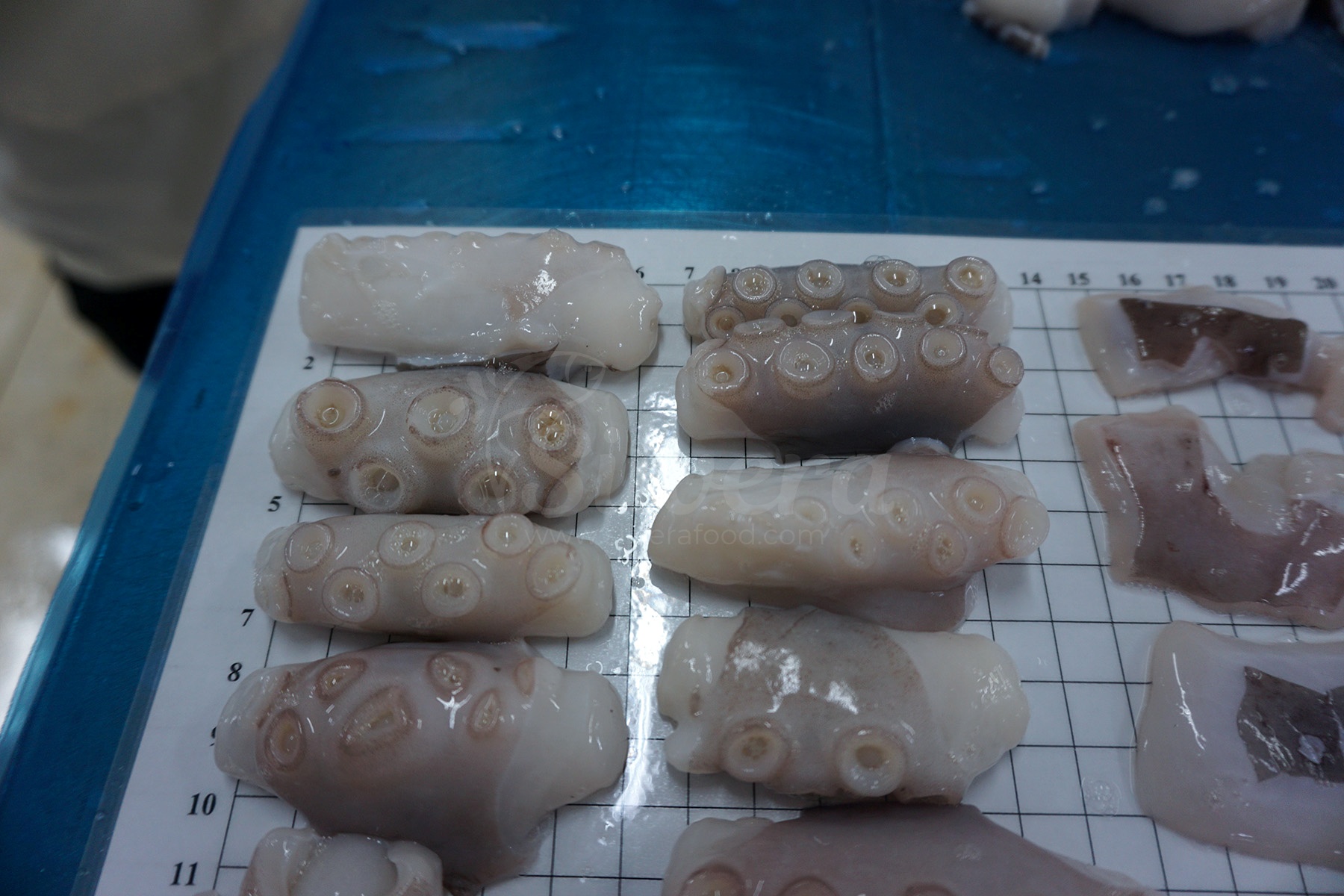 Length of cut poulp squid 