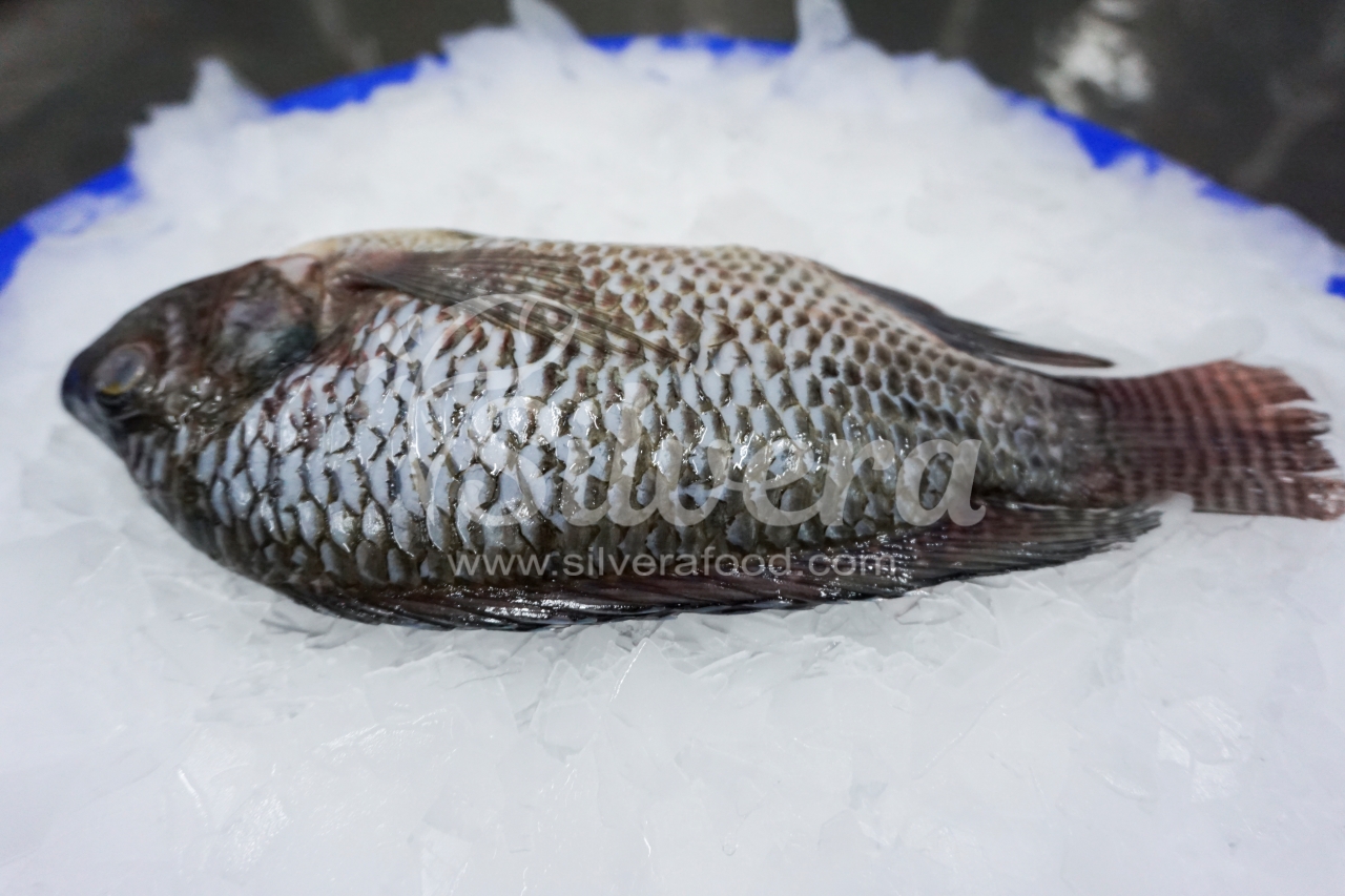 Defrosted black tilapia WGS gills off