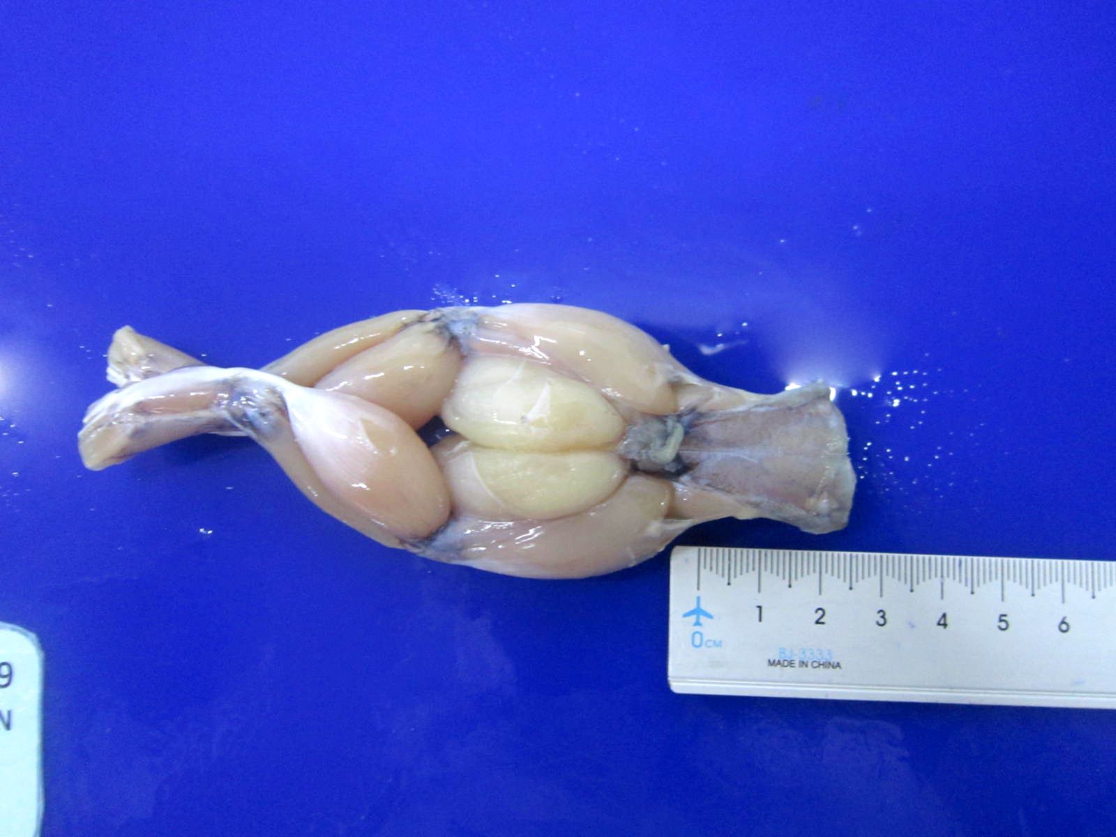 Measuring The Length Of The Saddle Of Each Pair Of Frog Legs Measuring The Length Of The Saddle Of Each Pair Of Frog Legs