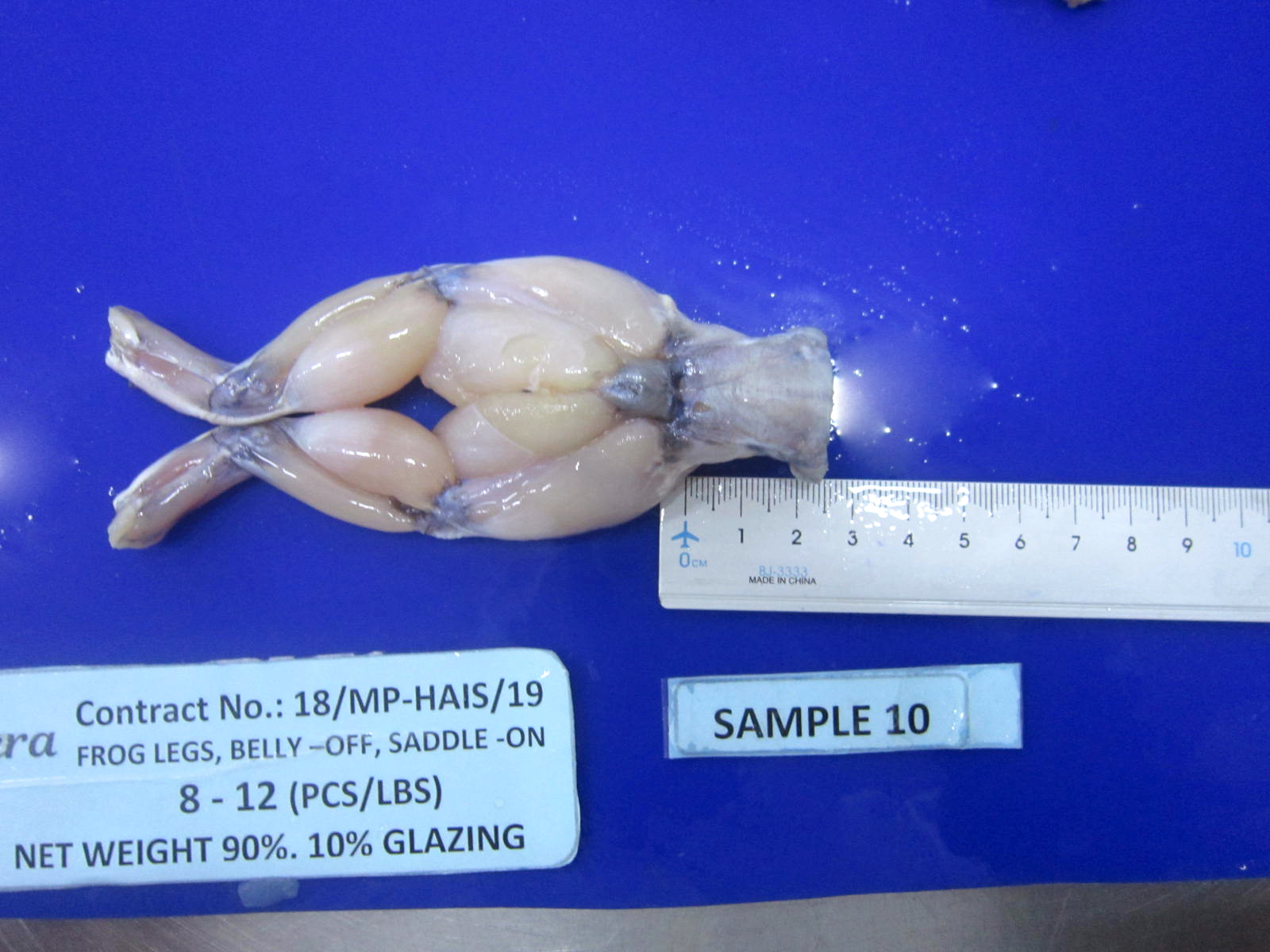 Measuring The Length Of The Saddle Of Each Pair Of Frog Legs