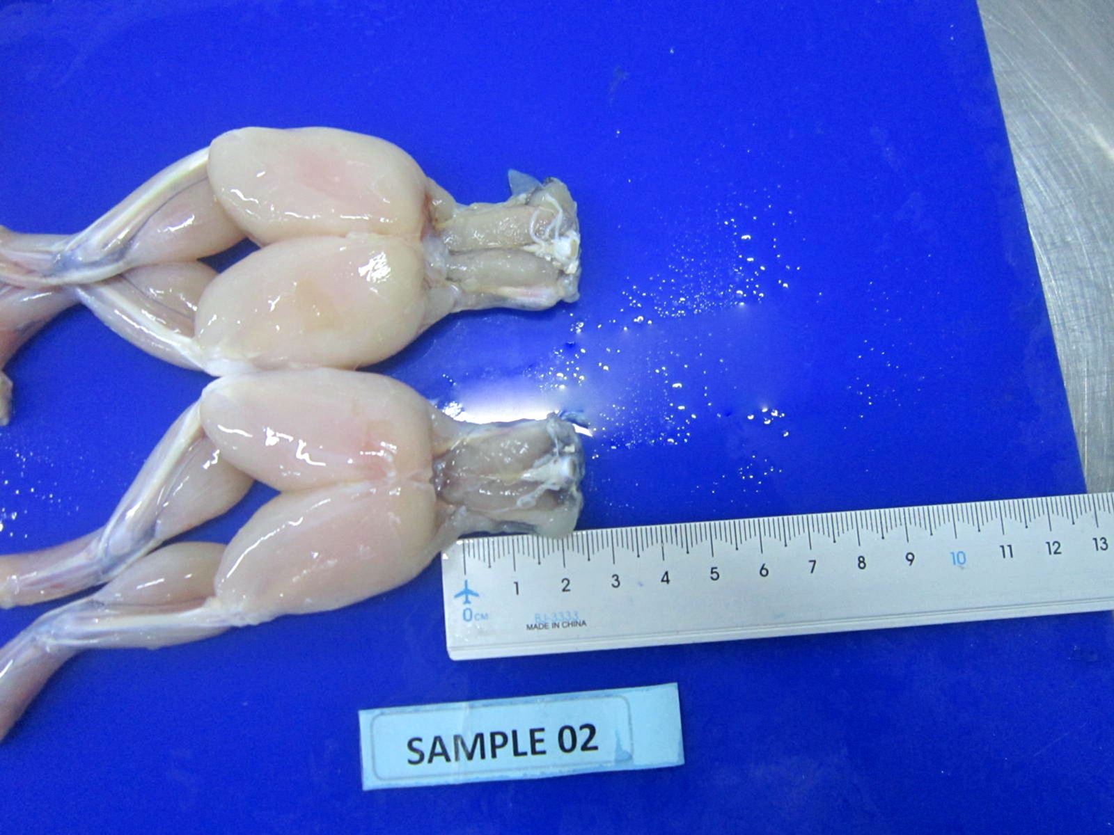 Measuring The Length Of The Saddle Of Each Pair Of Frog Legs
