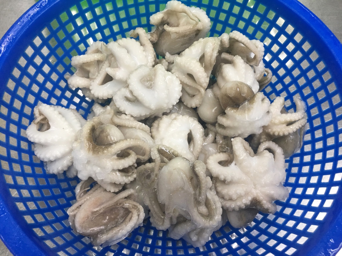 Baby Octopus Whole Clean For Export To Markets Worldwide