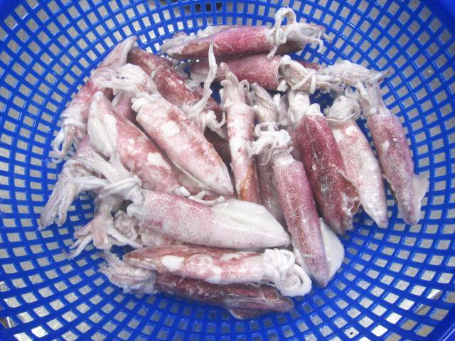 Whole Clean Squid Skin On For Export To Korea