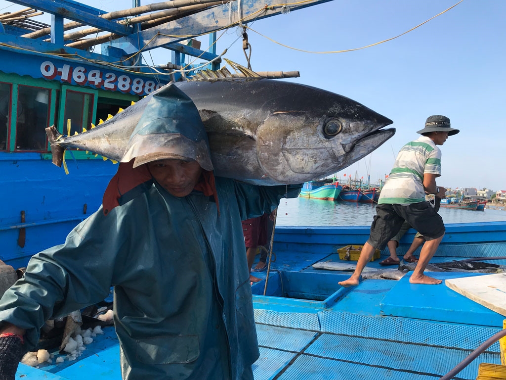 Fishing Yellowfin Tuna In Binh Dinh Province, Vietnam