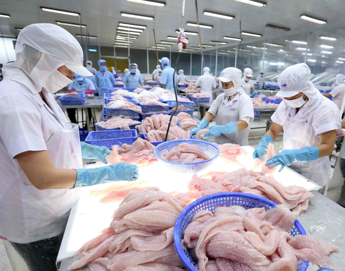 Tra fish (Pangasius) is being processed. According to MARD’s statistics, Vietnam has yearly production of 1.3 million tons. Credit: VietnamPlus