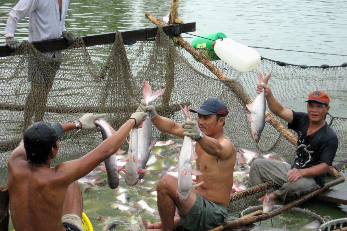 Pangasius material price expected to remain stable in May and June, 2020