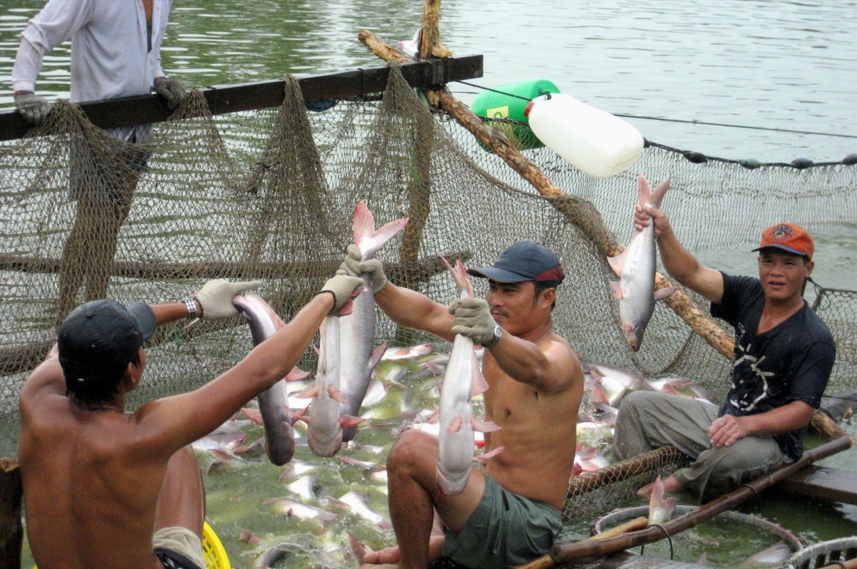 Pangasius material price expected to remain stable in May and June, 2020 Pangasius material price expected to remain stable in May and June, 2020