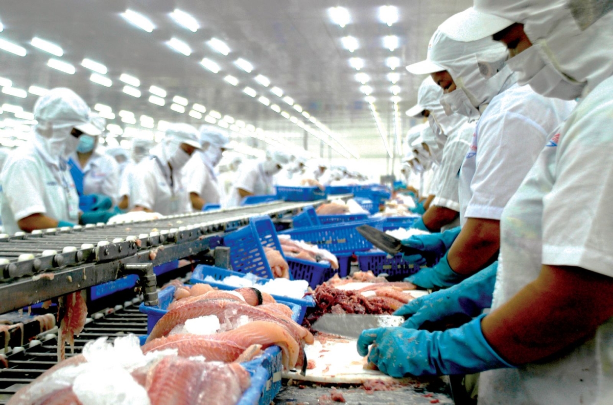 Processing Pangasius For Export At A Factory In The Mekong Delta