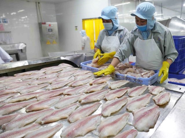 Processing Tra Fish For Export