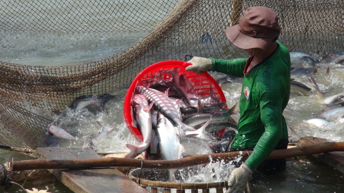 Harvesting Pangasius For Production in Mekong Delta Harvesting Pangasius For Production in Mekong Delta