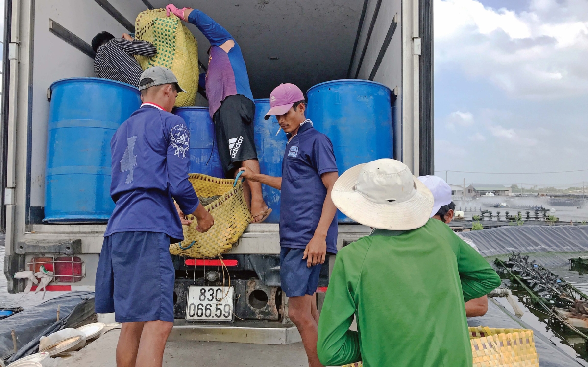 Shrimp Farmers Experienced The Joy Of A Good Crop And Great Prices