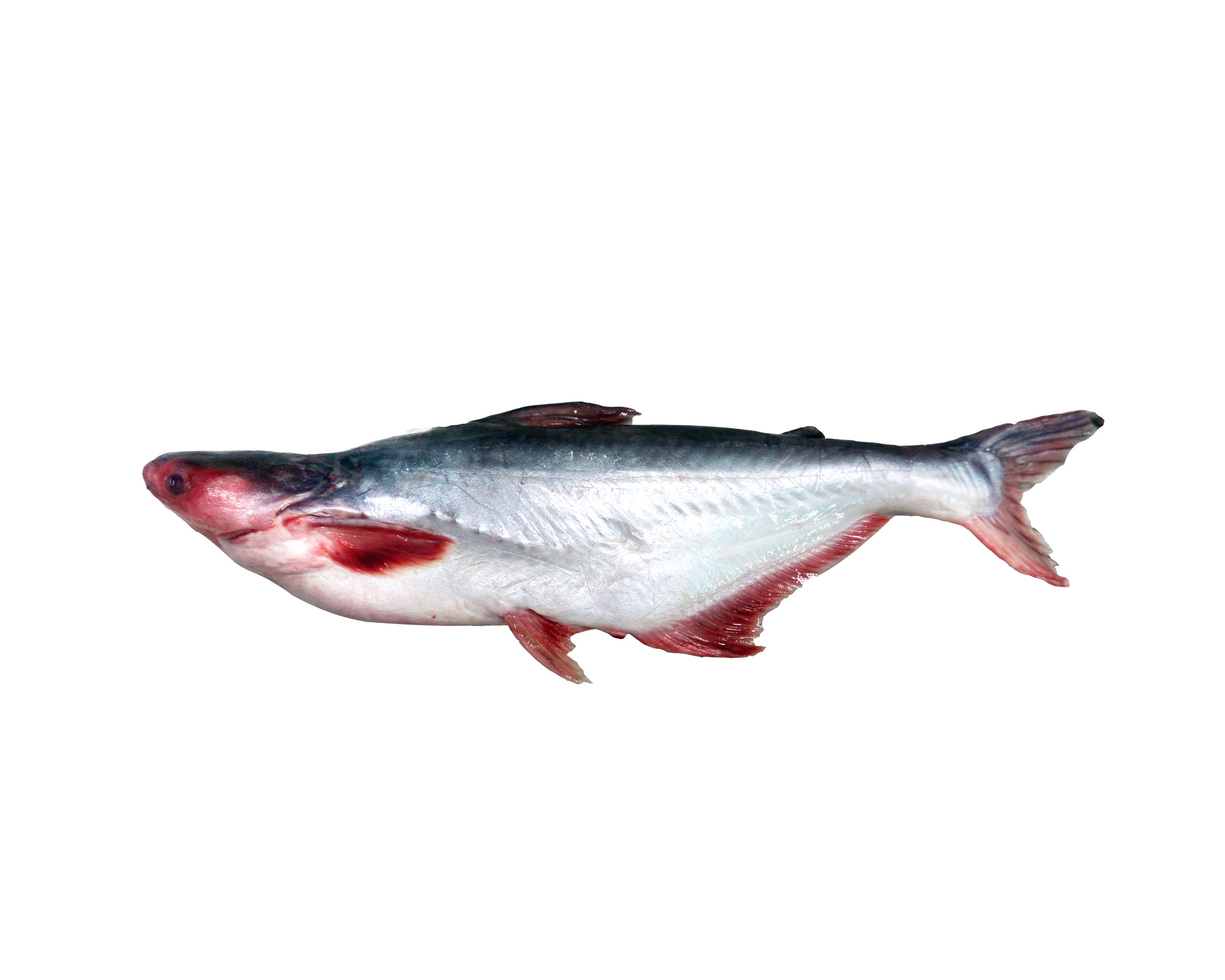 Pyas Fish Image Pangasius Whole Round