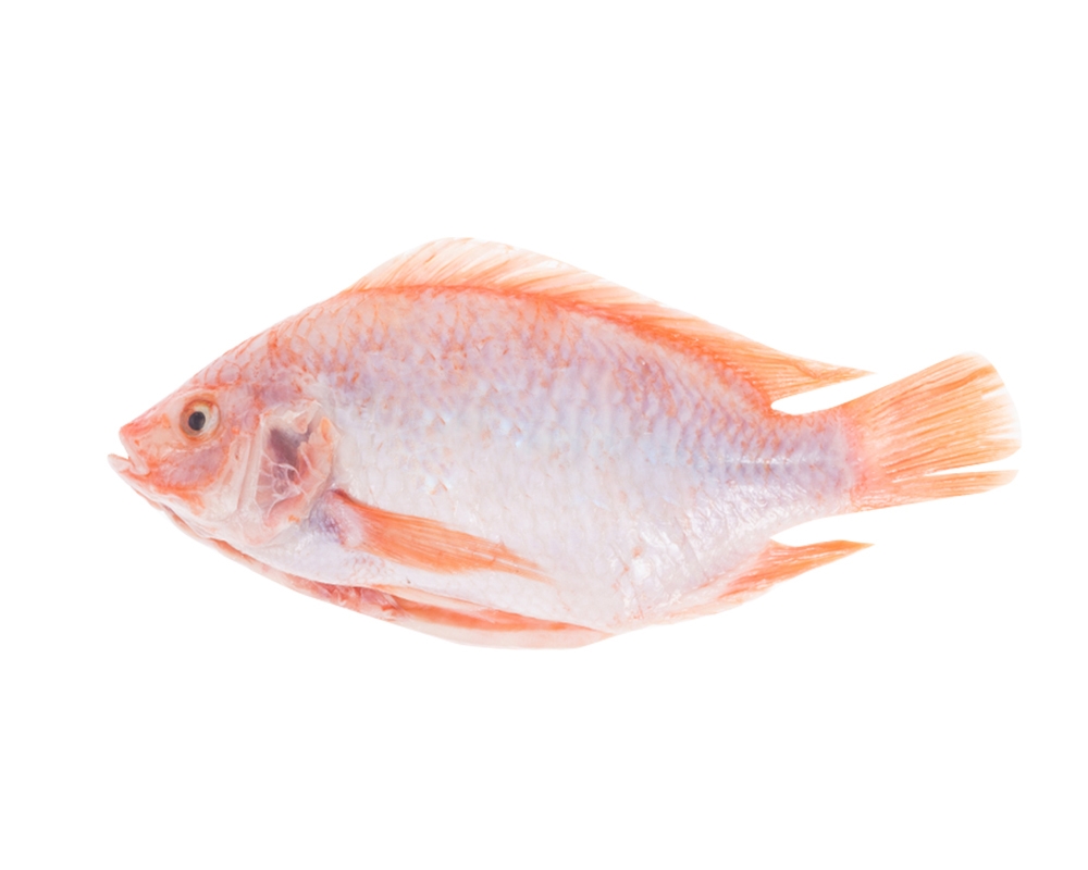 Red Tilapia Whole Gutted