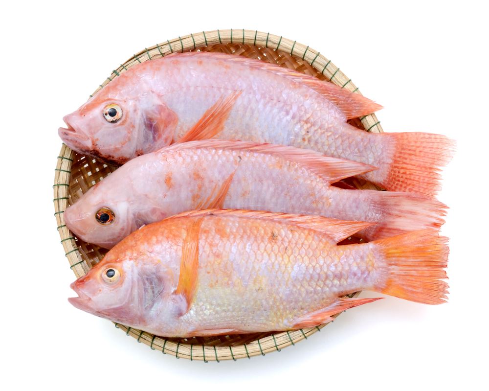 Tilapia Roja Rodaja Entera
